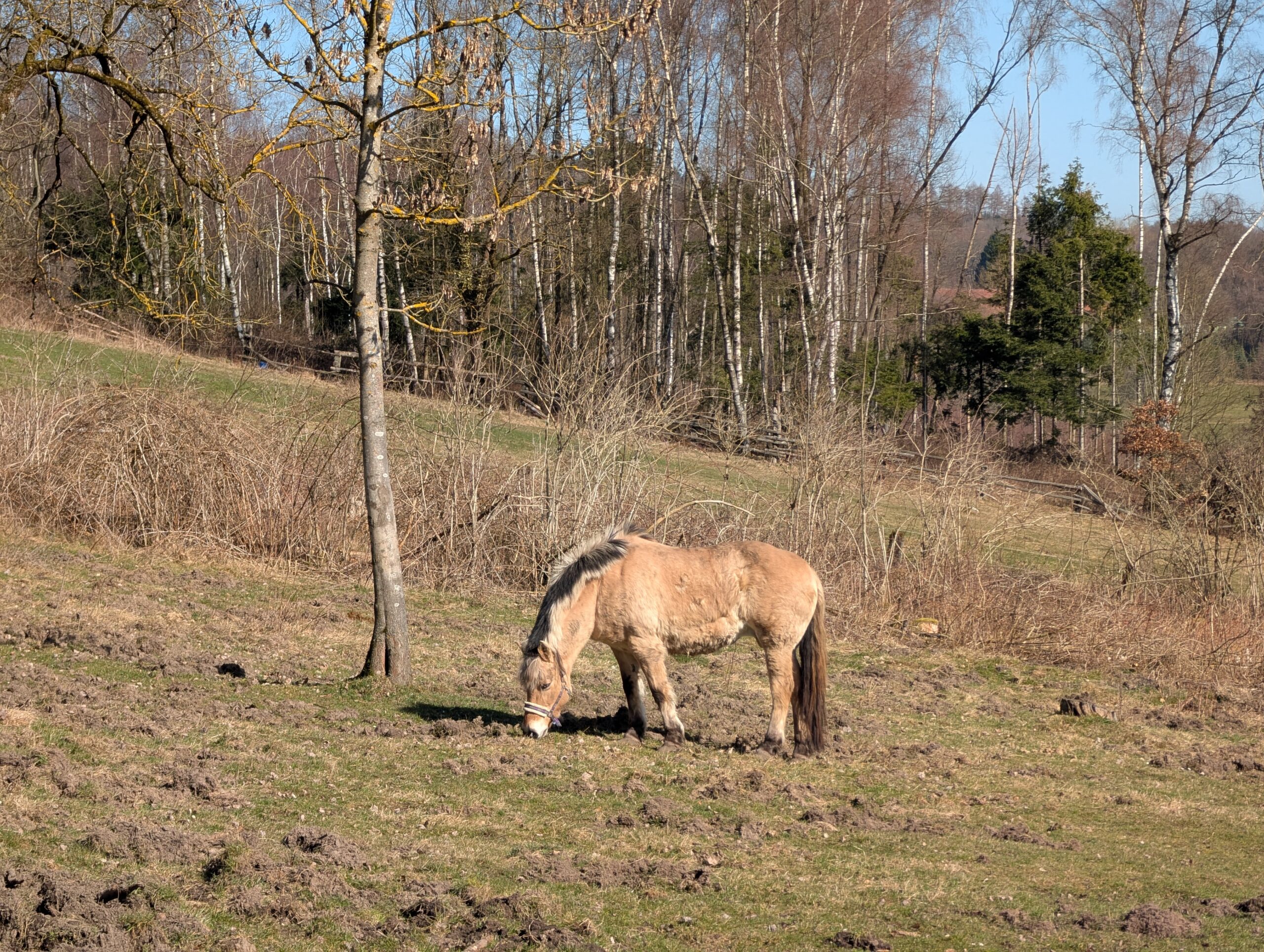 Mona geb. 2013 – Bild 3