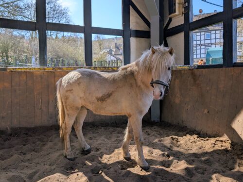 Aldavinur von Sólhjartan geb. 2022