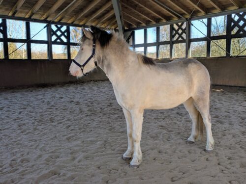 Galdri von Sólhjartan geb. 2022