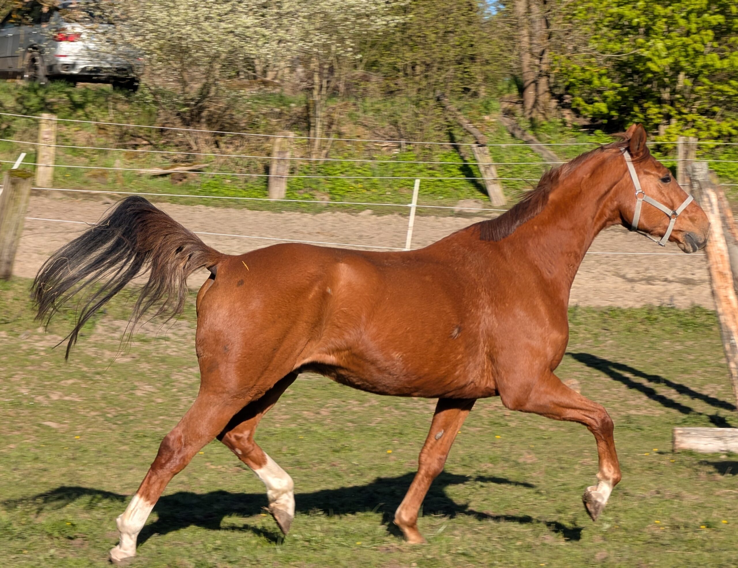 Schröder geb. 2013 – Bild 2