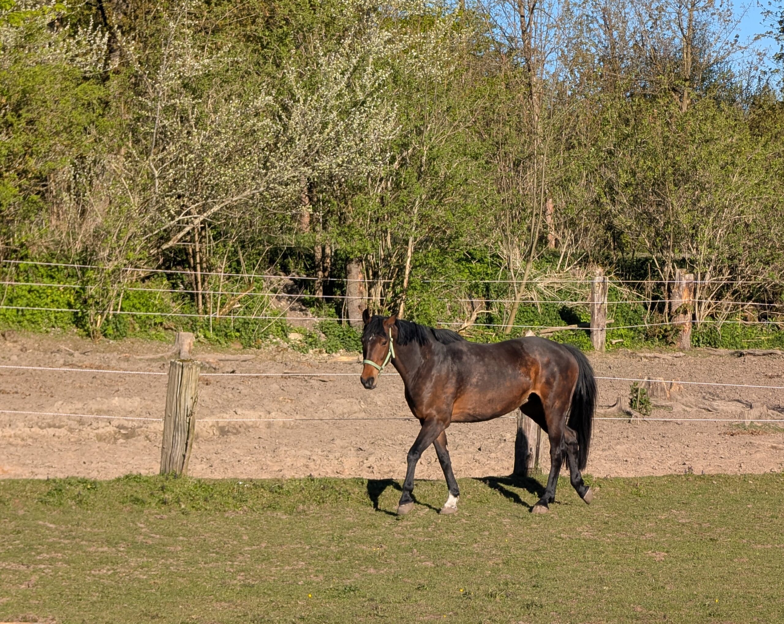 Stella geb. 2012 – Bild 4