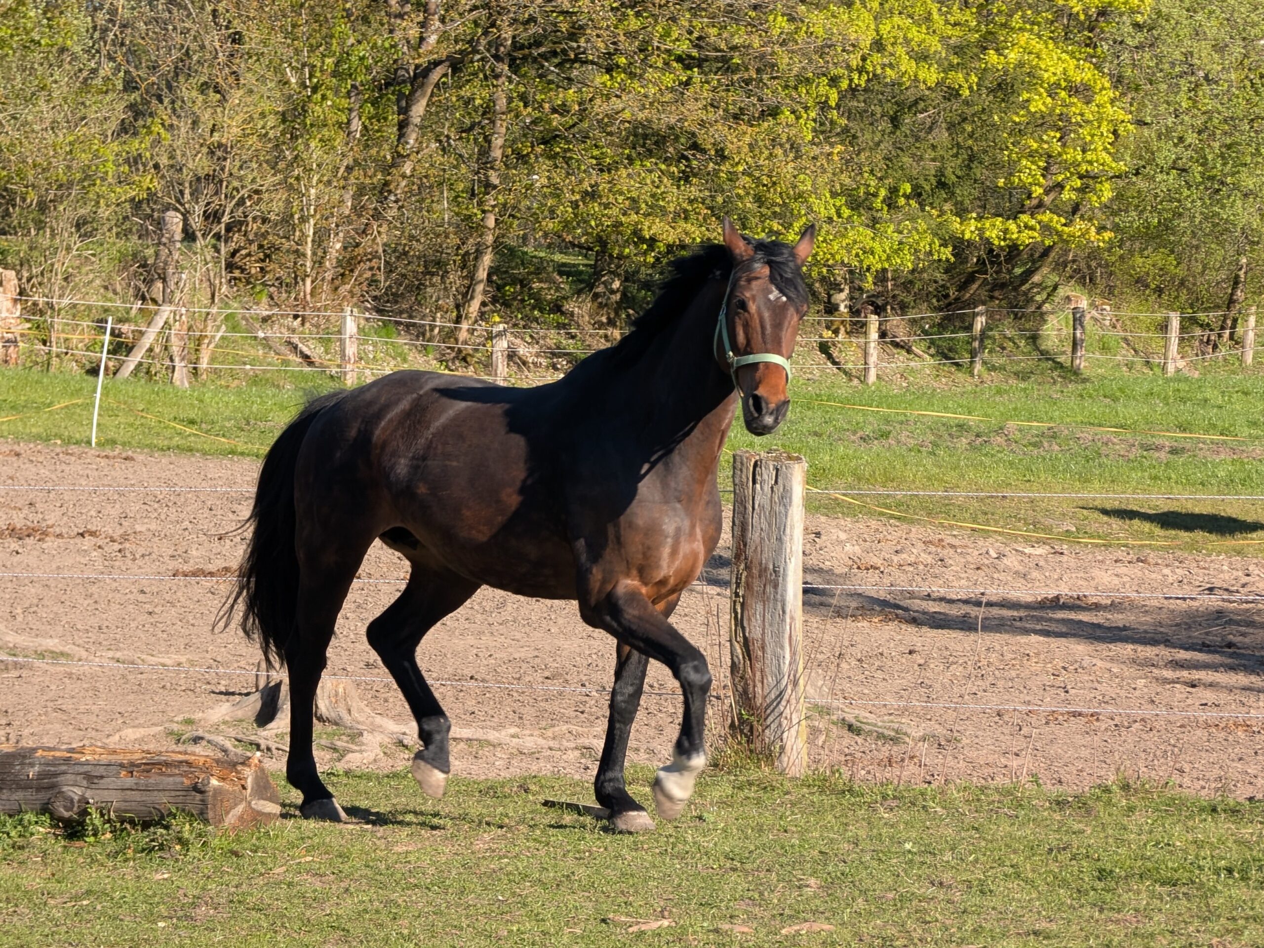 Stella geb. 2012 – Bild 2