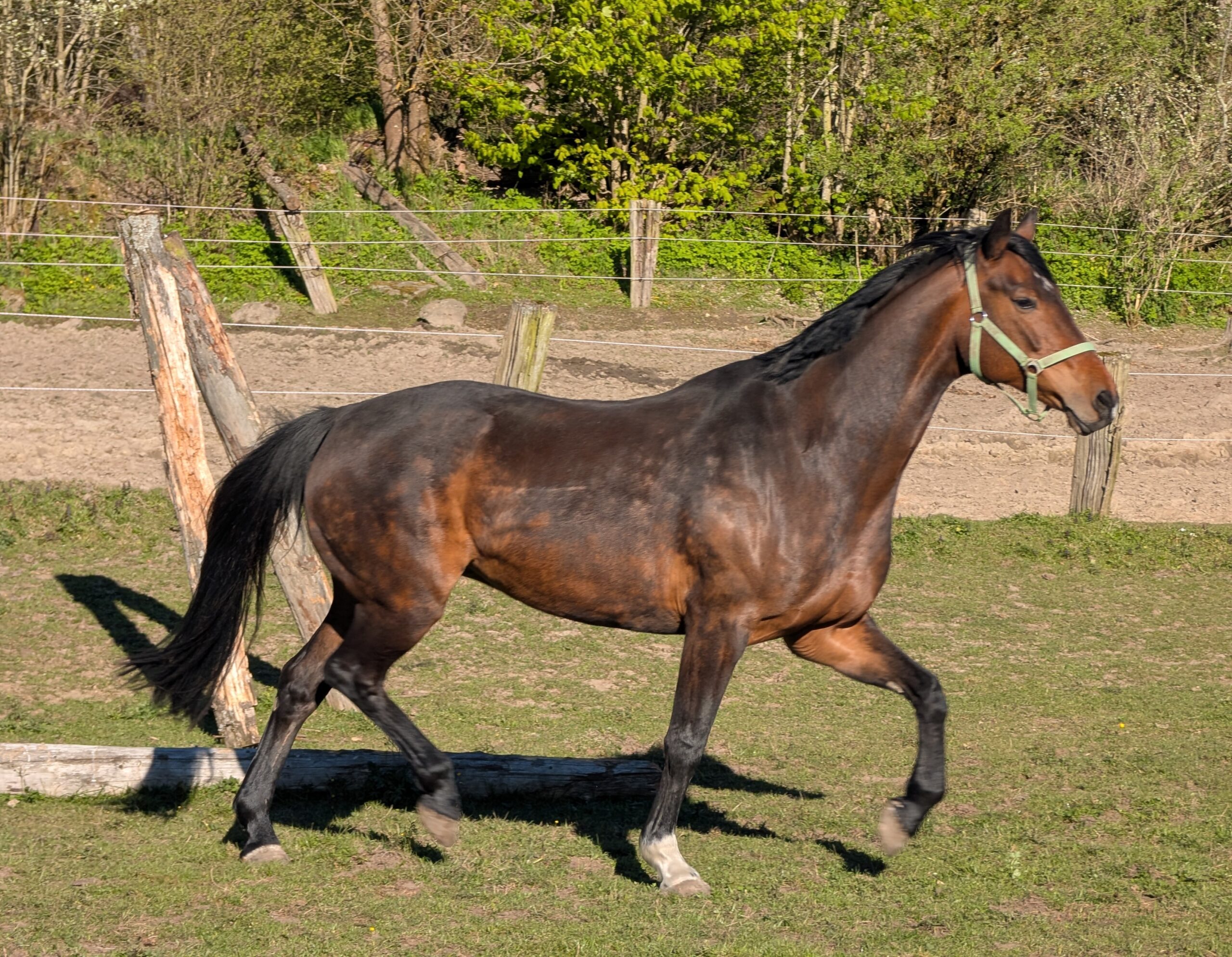 Stella geb. 2012 – Bild 3